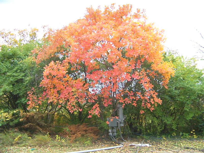 Picture of Cotinus obovatus  American Smoketree