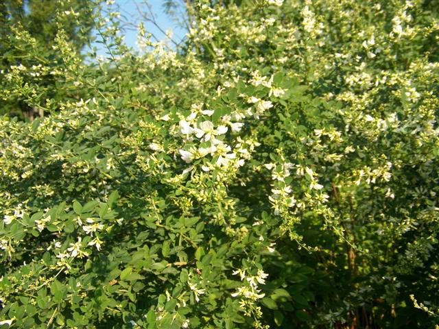 Picture of Lespedeza thunbergii 'Avalanche' White Bushclover