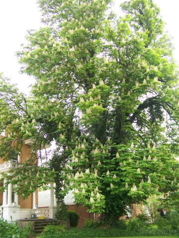 Picture of Aesculus hippocastanum  Common Horsechestnut