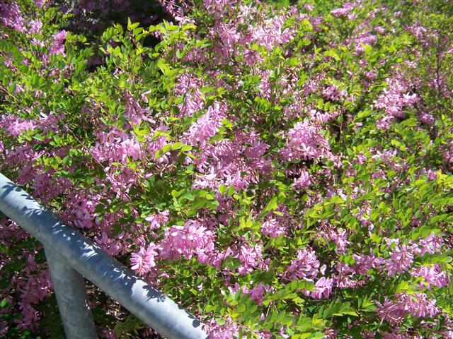 Picture of Indigofera kirilowii  Kirilow Indigo