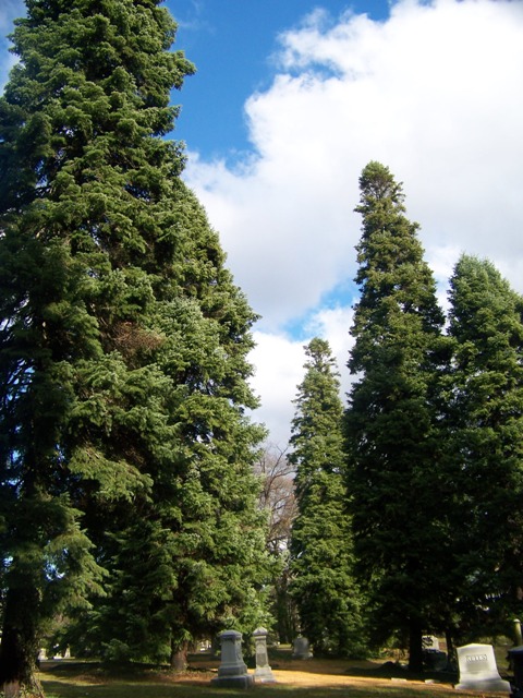 Picture of Abies cilicica  Cilician Fir