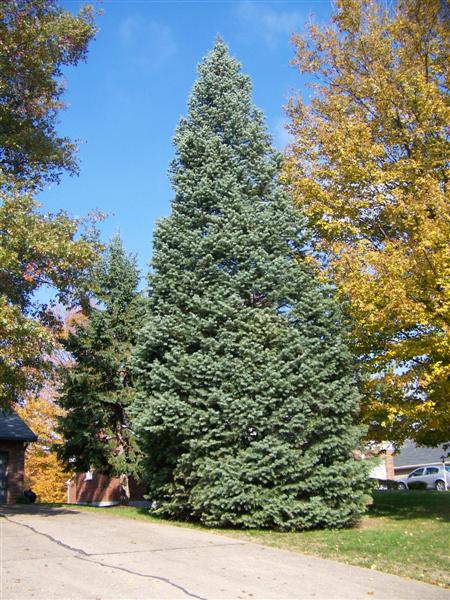 Abies concolor Abies_concolor3(Medium).JPG
