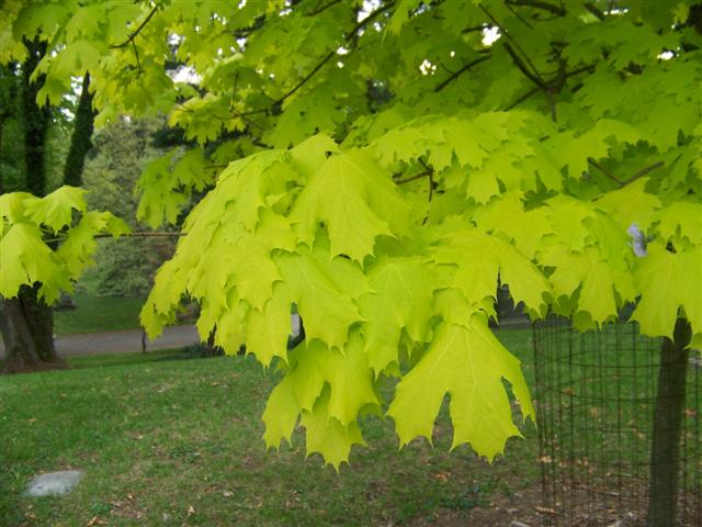 Picture of Acer platanoides 'Princeton Gold' Princeton Gold Norway Maple