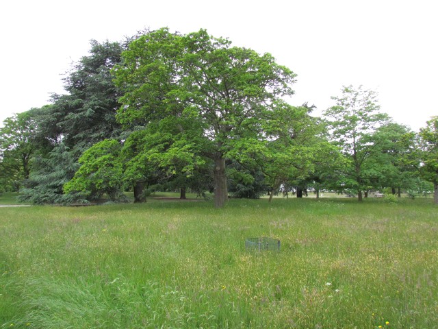 Acer platanoides AcerPlatanoidesMaculatumKewFull2.JPG