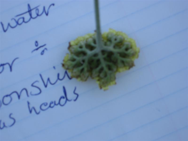 Achillea fillipendulina Achillea_filipendulina_underside.JPG