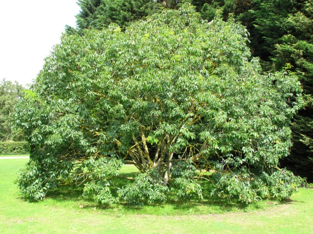 Aesculus californica AesculusCalifornicaBuckeyeFullCUBG2.JPG