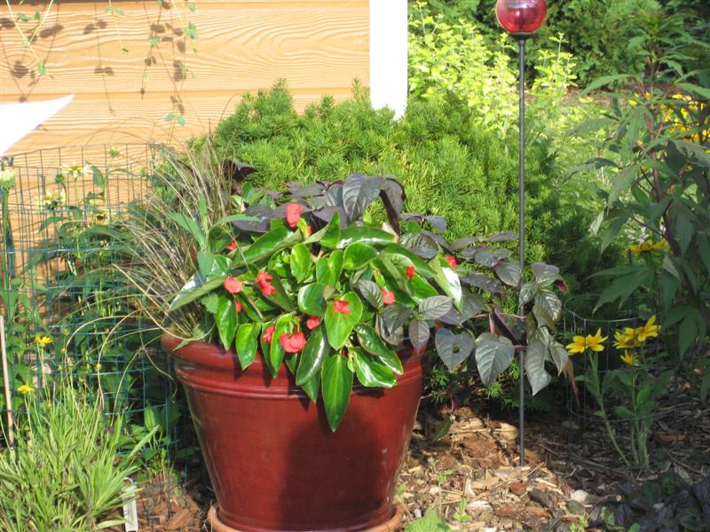 Alternanthera ficoidea Alternathera_ficoidea_background_far.JPG