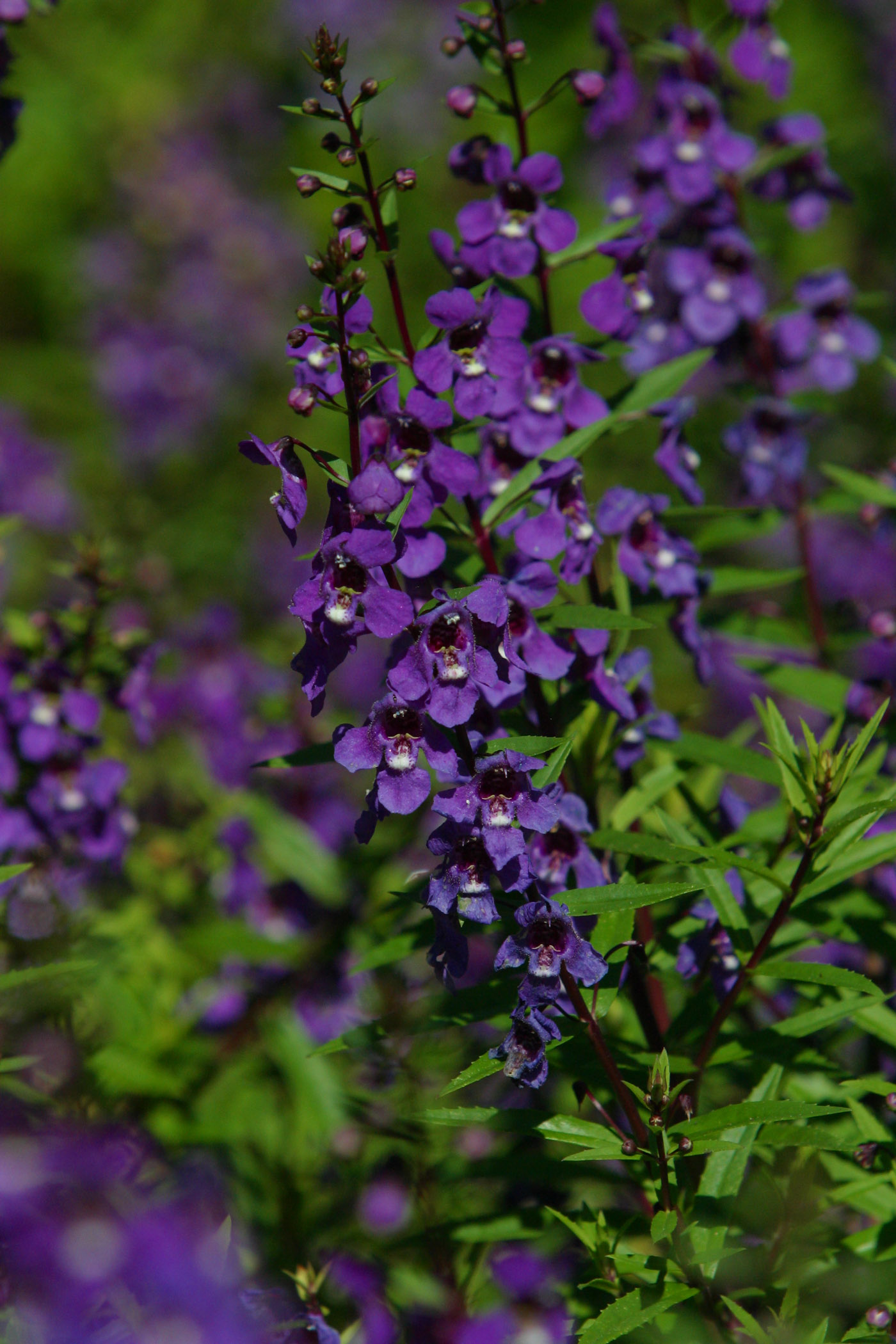 Picture of Angelonia augustifolia 'Serena� Purple' Serena� Purple Summer Snapdragon