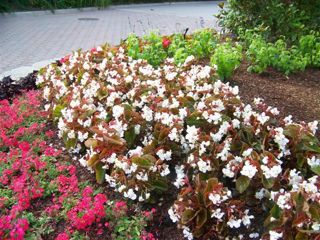 Picture of Begonia hybrida BabyWing� White Bronze Leaf 