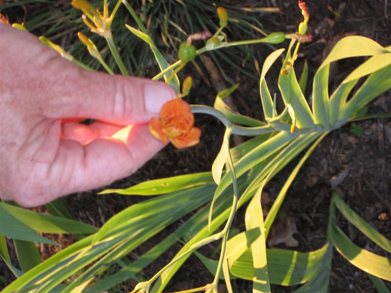 Belamcanda chinensis Belamcanda_chinensis_flower_close.JPG
