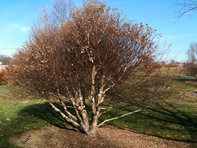 Picture of Betula nigra 'Little King' Fox Valley� River Birch