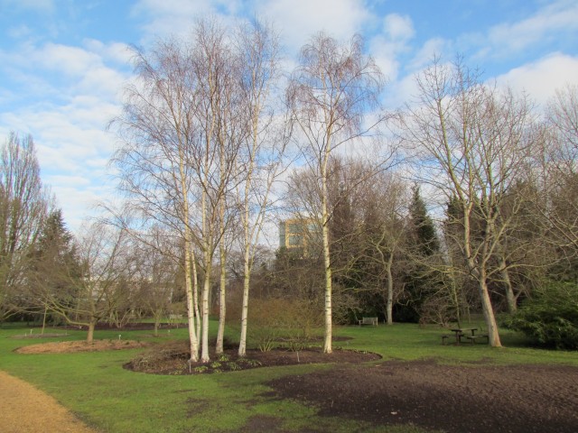 Betula pendula BetulaPendula2.JPG