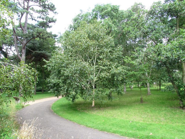 Betula utilis BetulaUtilisVarJacquemontiiGrayswoodGhostCUBG2.JPG