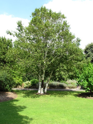 Betula utilis BetuluaUtilisJacquemontiiFull2CUBG.JPG