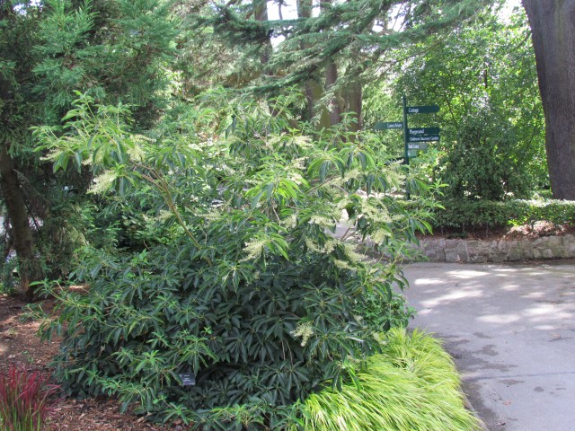 Clethra barbinervis BhxClethraBarbenervis.JPG