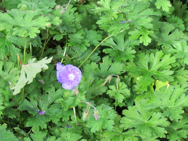 Geranium himalayense BhxGeraniumHimalayenseFlower1.JPG