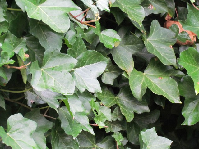 Hendera hibernica BhxHenderaHibernicaLeaf.JPG