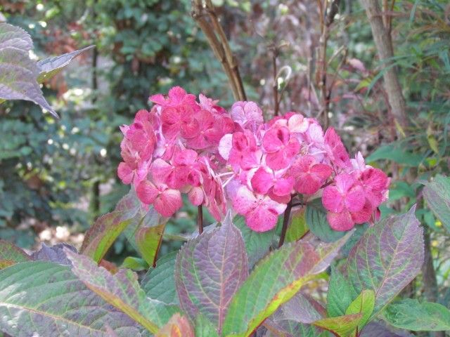 Hydrangea spp BhxHydrangeaPreziosaFlowerDetail.JPG