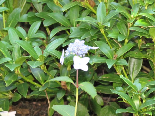 Hydrangea serrata BhxHydrangeaSerrataFlowerAndLeaves.JPG