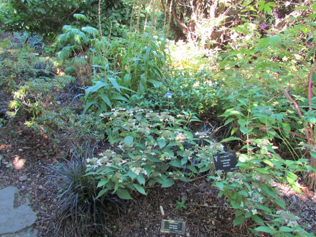 Hydrangea serrata BhxHydrangeaSerrrataSign.JPG