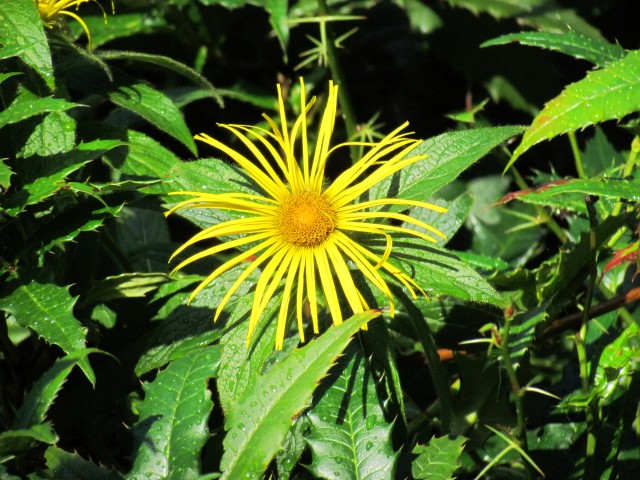 Inula magnifica BhxInulaMagnificaFlower.JPG
