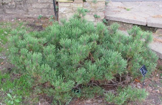 Pinus mugo BhxPinusMugo.JPG