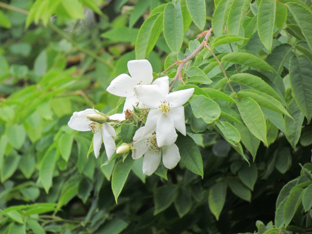 cydonia oblonga BhxQuinceFlower.JPG