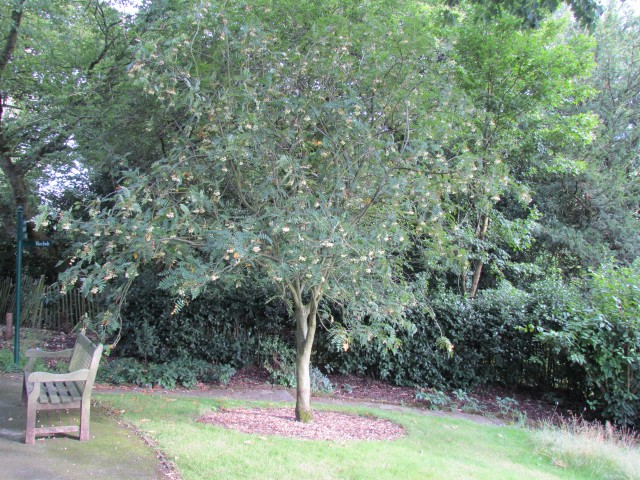 Sorbus cashmiriana BhxSorbusCashmiriana.JPG