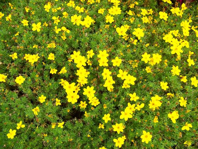 Picture of Bidens ferulifolia Goldilocks Rocks� 
