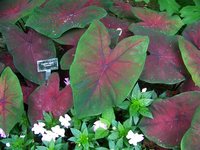 Picture of Caladium  Postman Joyner Postman Joyner Caladium
