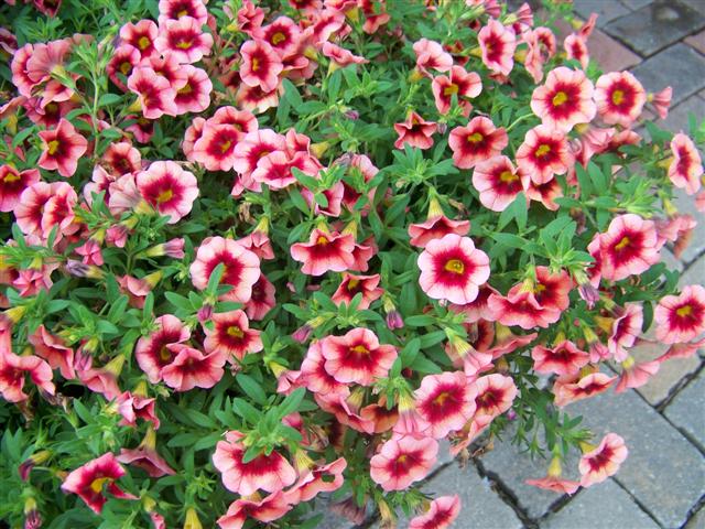 Picture of Calibrachoa  Superbells� Coralberry Punch Superbells� Coralberry Punch Calibrachoa