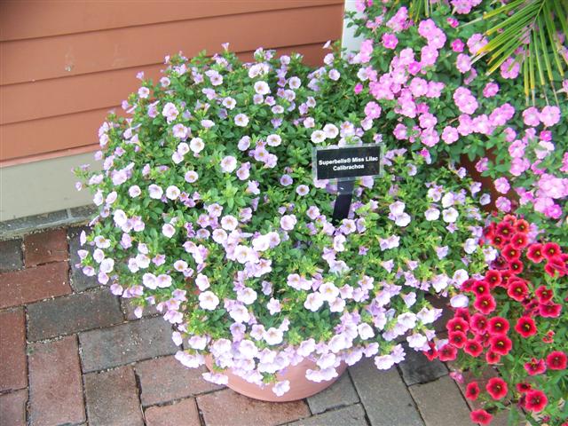 Picture of Calibrachoa  Superbells� Miss Lilac Superbells� Miss Lilac Calibrachoa
