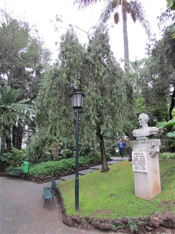 Callistemon viminalis CallistemonViminalisFull.JPG