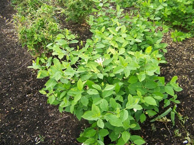 Picture of Calycanthus  Venus Venus Sweetshrub