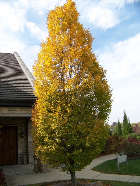Picture of Carpinus betulus 'Columnaris' Columnar European Hornbeam