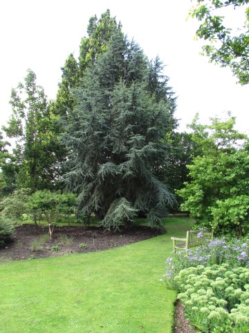 Cedrus atlantica CedrusAtlanticaFastigiataCUBG.JPG