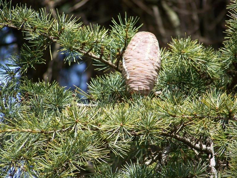Picture of Cedrus libani  Cedar of Lebanon
