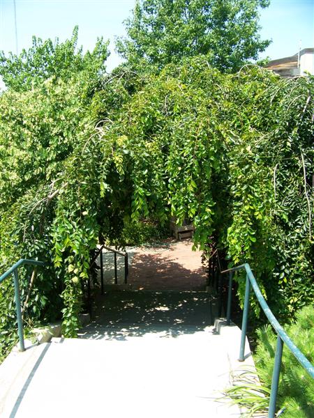 Picture of Celtis sinensis Green Cascade Green Cascade Weeping Japanese Hackberry