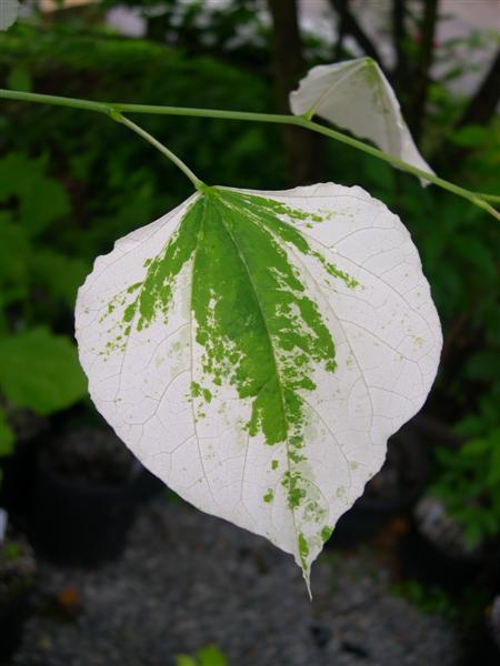 Picture of Cercis canadensis 'Silver Cloud' Silver Cloud Redbud