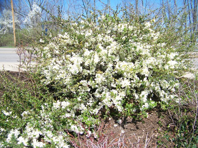 Chaenomeles speciosa ChaenomelesJetTrail.JPG