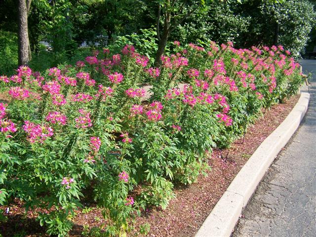 Picture of Cleome  Sparkler� Sparkler� Spider Flower