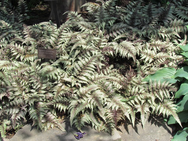 Athyrium nipponicum ClevelandBotAthyriumNipponicum.JPG