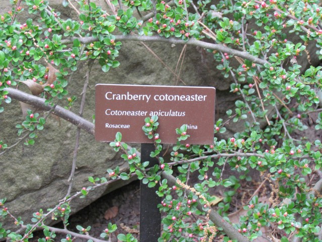 Cotoneaster apiculatus ClevelandBotCotoneaster1.JPG