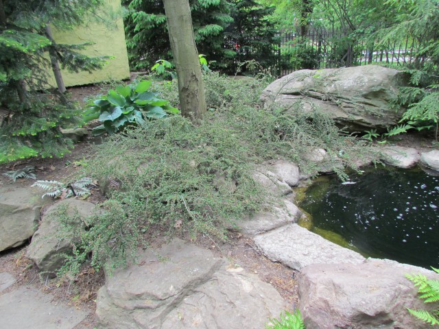 Cotoneaster apiculatus ClevelandBotCotoneaster3.JPG