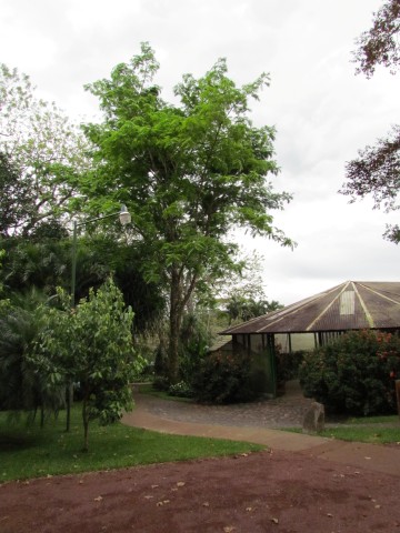 Cojoba costaricensis CojobaCostaricensisFull.JPG