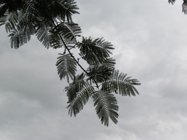 Cojoba costaricensis CojobacostaricensisLeaf.JPG