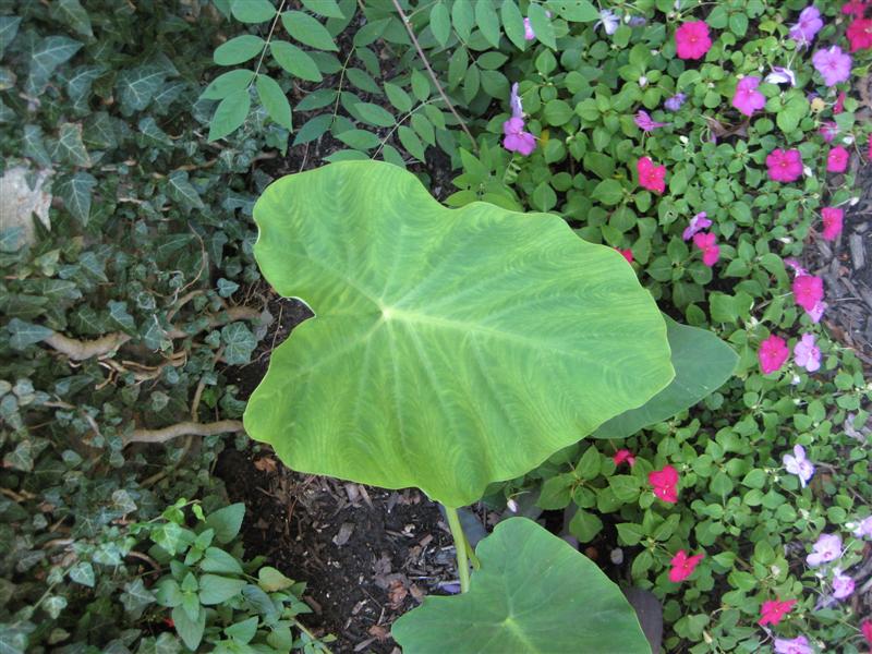 Colocasia esculenta Colcasia_esculenta_leaf.JPG
