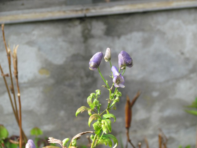 Aconitum japonicum CopenhagenBGAconitumJaponicumVarMontatnumFlowerhead.JPG