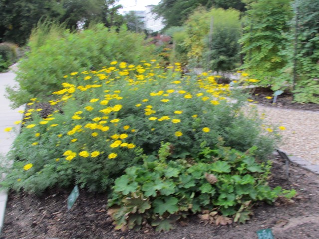 Anthemis or Cota tinctoria CopenhagenBGAnthemisTinctoriaPlanat.JPG