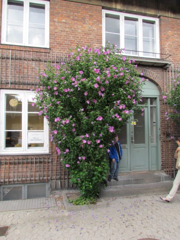 Hibiscus syriacus CopenhagenBGHibiscusSyriacusPlant.JPG